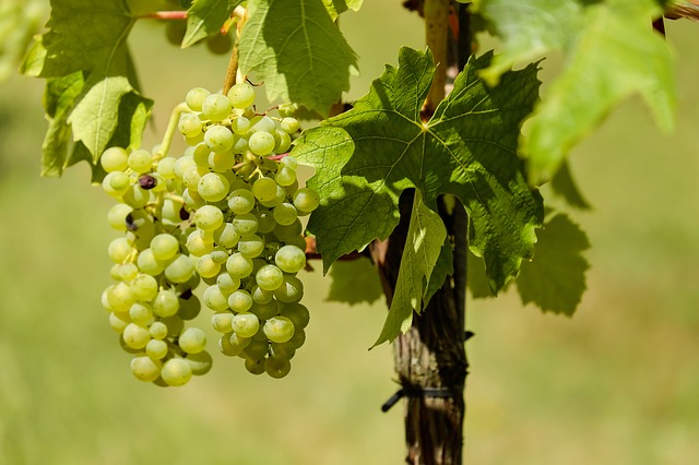 Weinrebe am Stamm